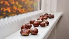 Wie man Spinnen im eigenen Zuhause loswird: Die besten Tipps für mehr Gemütlichkeit