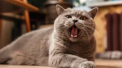 Warum miaut meine Katze und was will sie uns sagen?