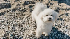 Kleine Hunde, große Persönlichkeit: Bichons als perfekte Begleiter im Alltag