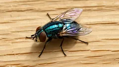 Mit diesen natürlichen Tricks wirst du Fliegen in der Küche garantiert los