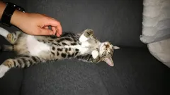 Wenig wissen es: Wie sich Katzen wirklich fühlen, wenn man ihnen den Bauch krault – Experten für Katzenverhalten klären auf