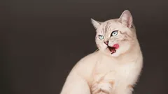 Welche Zeichen Katzen geben, bevor großes Unglück ins Haus kommt